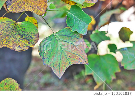 紅葉を始めたユリノキの葉(秋、十一月) 紅葉を始めたユリノキの葉(秋、十一月) 133161837