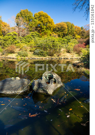 秋の赤城自然園　しゃくなげ園の池　群馬県 133161842