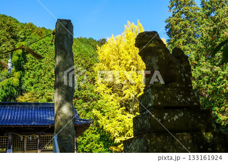 狛犬と鳥居と本殿、そして青空に映える見事な黄葉のイチョウ 岡山県真庭市「高田神社」 狛犬と鳥居と本殿、そして青空に映える見事な黄葉のイチョウ 岡山県真庭市「高田神社」 133161924