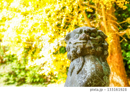 威厳ある狛犬 背景は明るいイチョウの黄葉 岡山県真庭市「高田神社」 威厳ある狛犬 背景は明るいイチョウの黄葉 岡山県真庭市「高田神社」 133161928