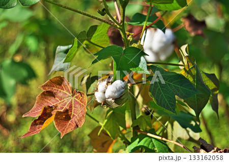 白いワタの実（秋、十一月） 133162058