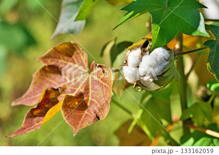 白いワタの実（秋、十一月） 133162059