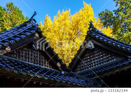 拝殿の奥にそびえる見事な黄葉のイチョウ 岡山県真庭市「高田神社」 拝殿の奥にそびえる見事な黄葉のイチョウ 岡山県真庭市「高田神社」 133162144