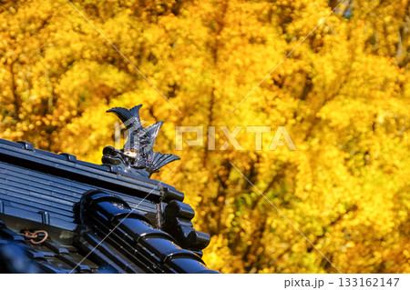 拝殿の奥にそびえる見事な黄葉のイチョウ 岡山県真庭市「高田神社」 拝殿の奥にそびえる見事な黄葉のイチョウ 岡山県真庭市「高田神社」 133162147