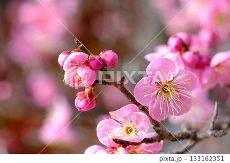 長岡梅林の梅の開花クローズアップ 133162351