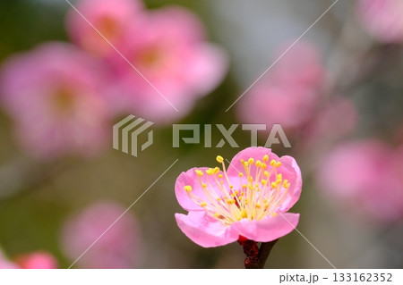 長岡梅林の梅の開花クローズアップ 長岡梅林の梅の開花クローズアップ 133162352