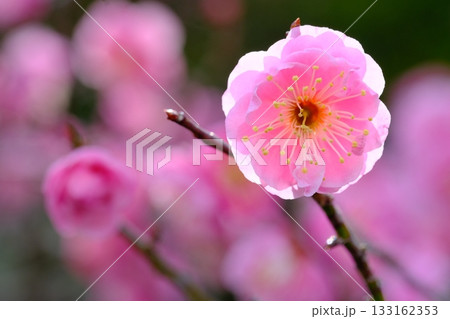 長岡梅林の梅の開花クローズアップ 133162353