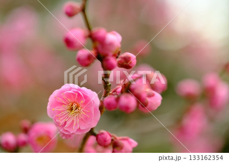 長岡梅林の梅の開花クローズアップ 133162354