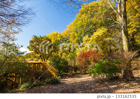 秋の赤城自然園　展望台　群馬県 133162535