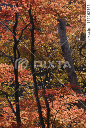 錦秋の行楽シーズン，秋山のトレッキング風景～秋晴れの透過光を透かして見る紅葉したもみじの木々 133162568