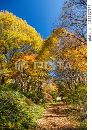 秋の赤城自然園　散策路の風景　群馬県 133162572