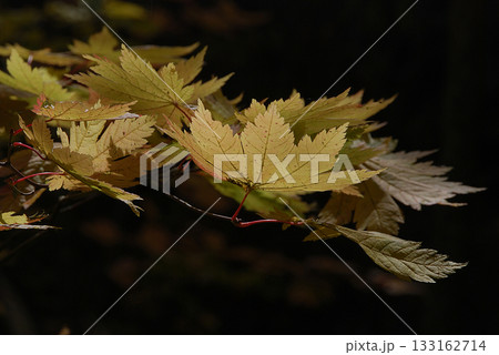 Maple leaves 紅葉の見頃となった黄色いカエデの葉～逆光での透かし撮り(望遠ズーム撮影) 133162714