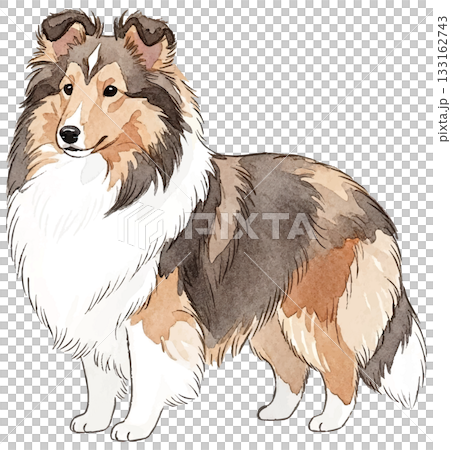 喜樂蒂犬水彩插畫 133162743