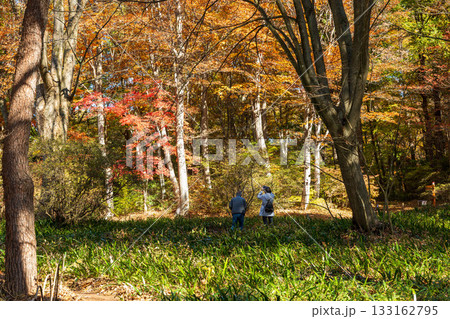 秋の赤城自然園 遊歩道沿いの紅葉 秋の赤城自然園 遊歩道沿いの紅葉 133162795
