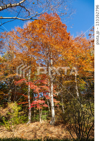 秋の赤城自然園 遊歩道沿いの紅葉 秋の赤城自然園 遊歩道沿いの紅葉 133162796