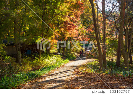 秋の赤城自然園　遊歩道沿いの紅葉 133162797