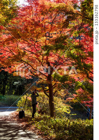 秋の赤城自然園　遊歩道沿いの紅葉 133162798