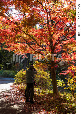 秋の赤城自然園　遊歩道沿いの紅葉 133162799