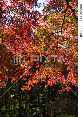 秋の赤城自然園 遊歩道沿いの紅葉 秋の赤城自然園 遊歩道沿いの紅葉 133162800