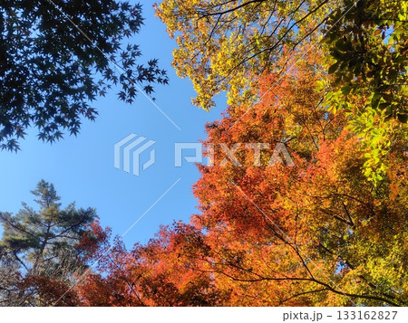 秋の赤城自然園　遊歩道沿いの紅葉 133162827