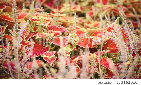 赤葉が彩るコリウス 133162910