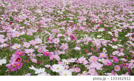 野に広がるコスモス 133162912