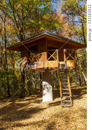 秋の赤城自然園　森の遊び場　樹上小屋 133163013