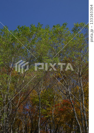 錦秋の行楽シーズン，秋晴れの山をトレッキングした風景～紅葉の色づき始めた自然探勝路を散策する 133163364