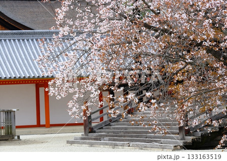 紫宸殿と左近の桜の開花 紫宸殿と左近の桜の開花 133163519