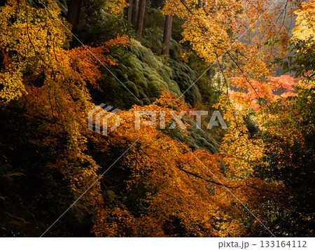 山の紅葉 山の紅葉 133164112