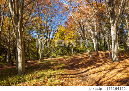 秋の赤城自然園 アカマツ広場 秋の赤城自然園 アカマツ広場 133164122