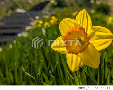 春の日差し、水仙の花。 春の日差し、水仙の花。 133164211