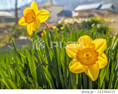 春の日差し、水仙の花。 133164213