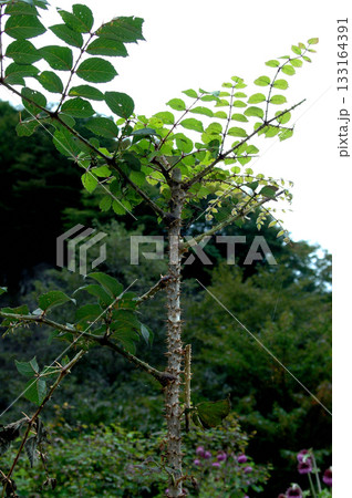 全身にトゲをまとった逞しい野生のタラ 全身にトゲをまとった逞しい野生のタラ 133164391