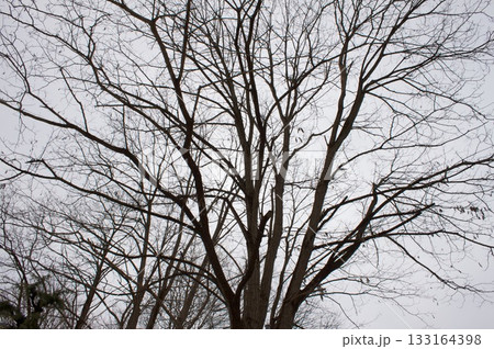 落葉樹の風景 落葉樹の風景 133164398