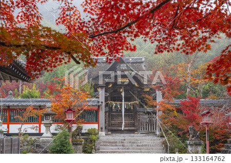 鍬山神社　美しい紅葉　本殿（八幡宮） 133164762