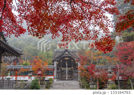 鍬山神社 美しい紅葉 本殿(八幡宮) 鍬山神社 美しい紅葉 本殿(八幡宮) 133164763