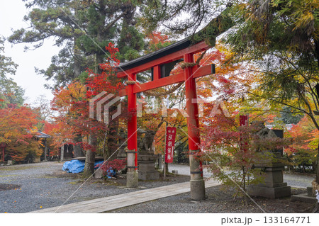 鍬山神社　美しい紅葉　境内鳥居 133164771