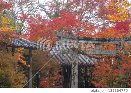 鍬山神社　美しい紅葉　天満宮　愛宕神社 133164776