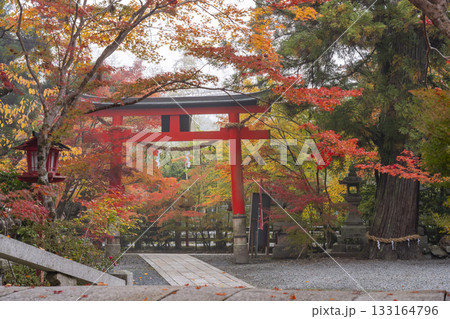 鍬山神社　美しい紅葉　境内鳥居 133164796