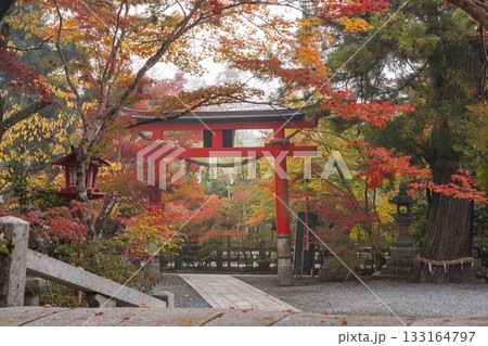 鍬山神社　美しい紅葉　境内鳥居 133164797