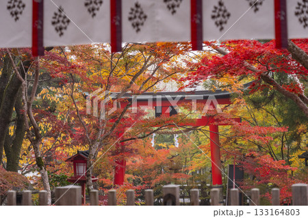 鍬山神社　美しい紅葉　拝殿から見える朱鳥居 133164803