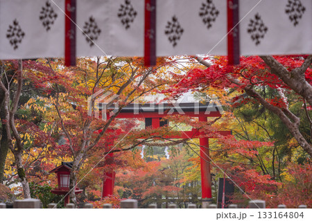 鍬山神社 美しい紅葉 拝殿から見える朱鳥居 鍬山神社 美しい紅葉 拝殿から見える朱鳥居 133164804