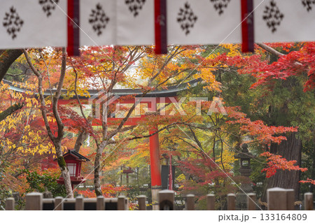 鍬山神社　美しい紅葉　拝殿から見える朱鳥居 133164809