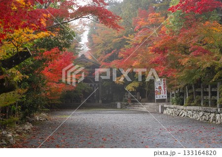 鍬山神社 美しい紅葉 絵馬掛堂 鍬山神社 美しい紅葉 絵馬掛堂 133164820