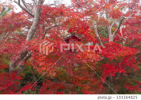 鍬山神社　美しい紅葉に包まれた朱色の木製灯籠 133164825