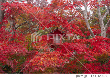鍬山神社　美しい紅葉に包まれた朱色の木製灯籠 133164829