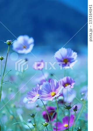 ピンクのコスモス 133164841