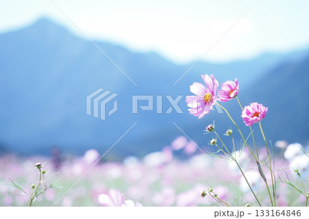 コスモス畑のピンクの花と背景の山 コスモス畑のピンクの花と背景の山 133164846