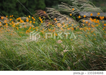 キバナコスモスとすすき 133164848